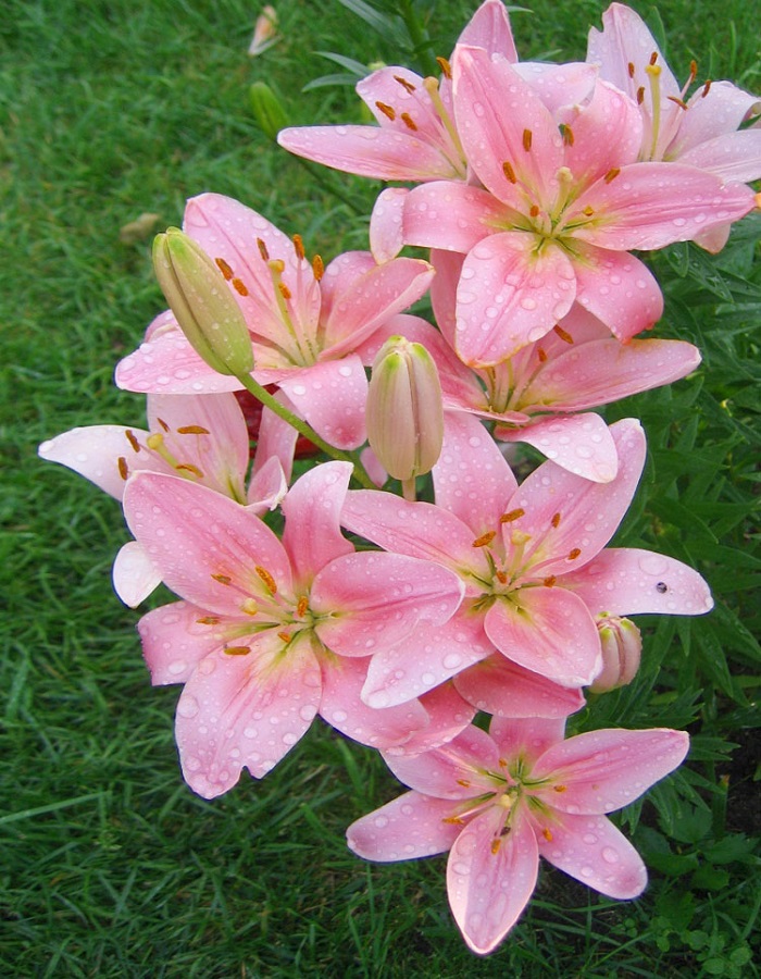 Лилия Бриндиси 2шт 14/16/Lilium Brindisi Лилия Бриндиси 2шт 14/16/Lilium Brindisi