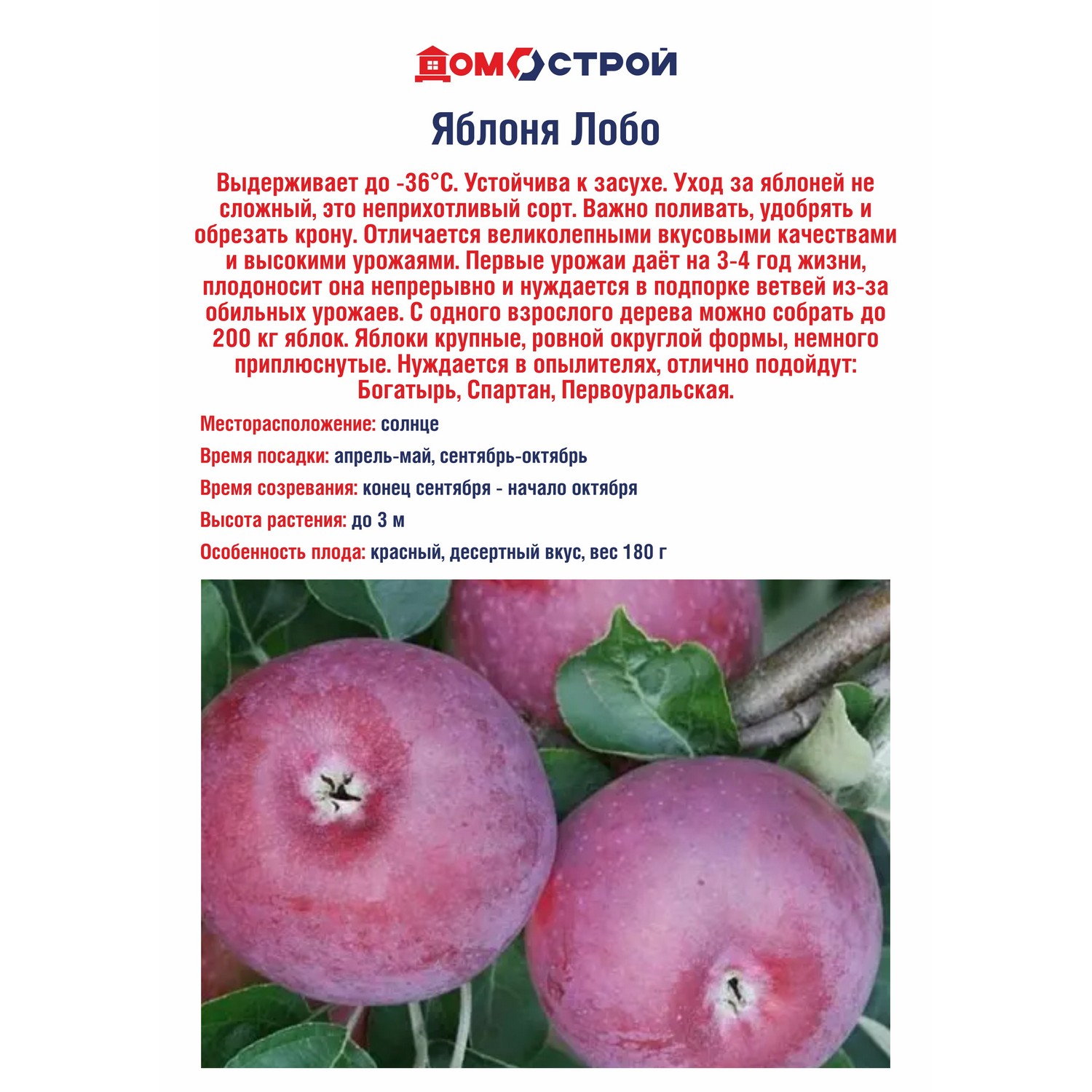Яблоня Лобо