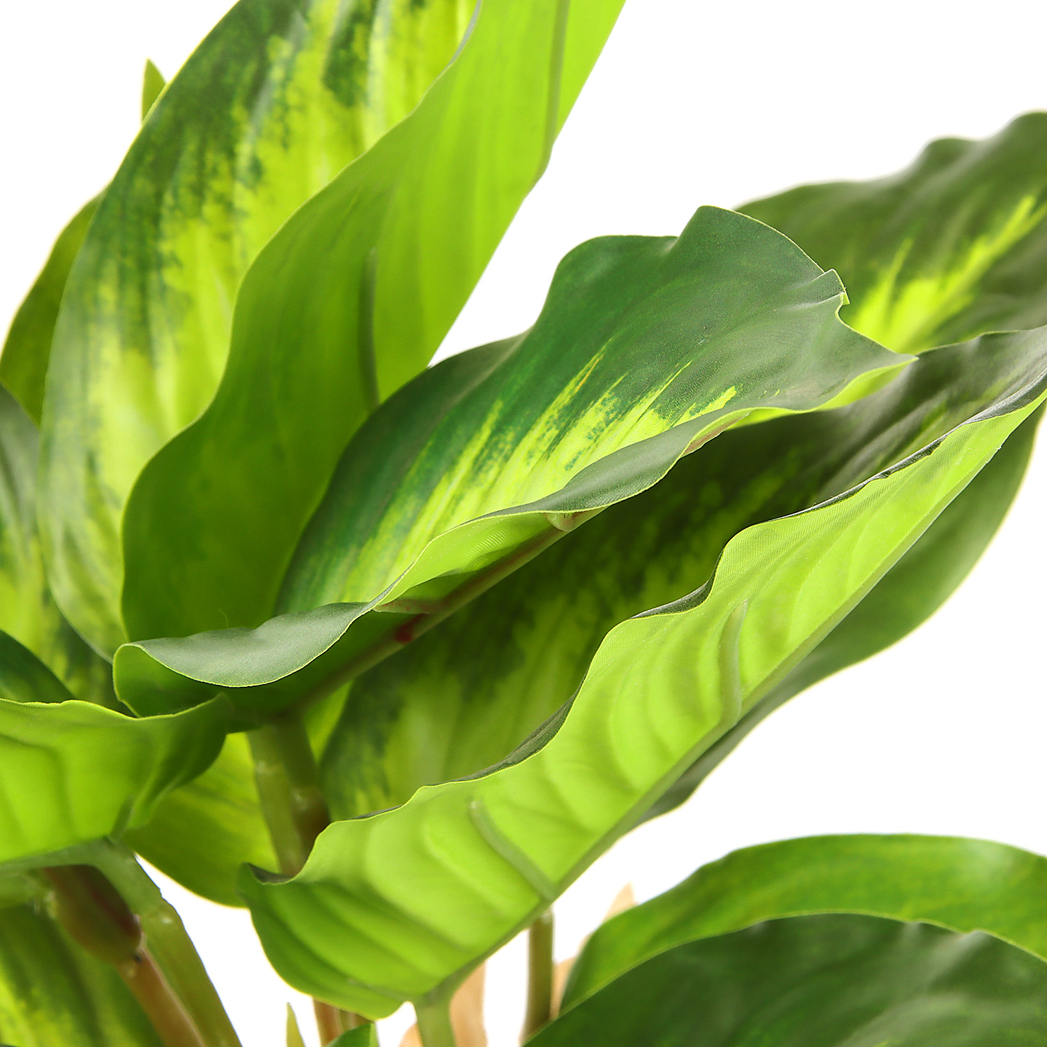 Бонсай в горшке "Диффенбахия" 9х33 см 9750510 Бонсай в горшке "Диффенбахия" 9х33 см 9750510