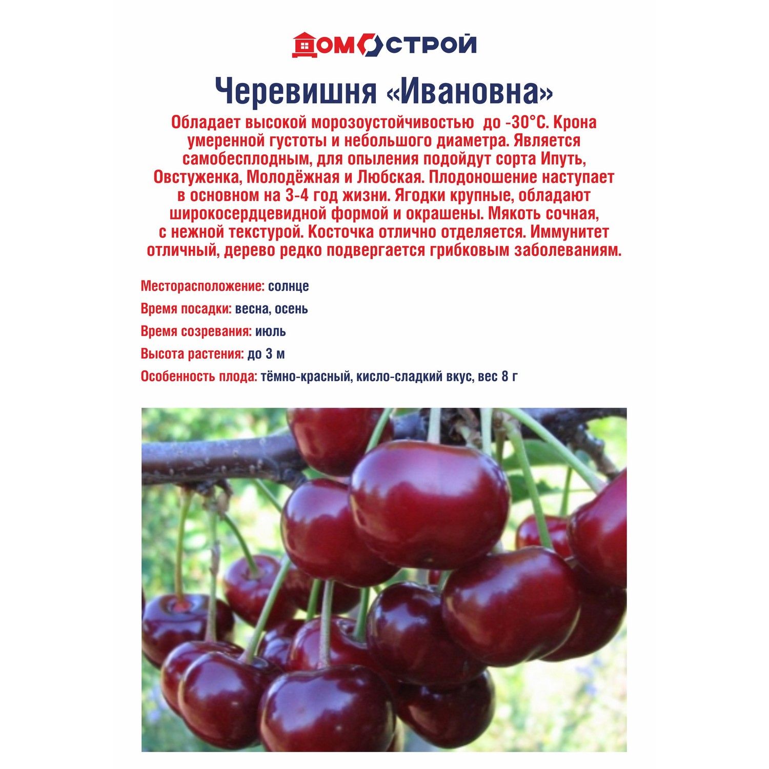 Черевишня Ивановна