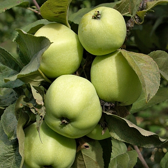 Яблоня Антоновка Саженец 2 года Высота саженца   100-120см