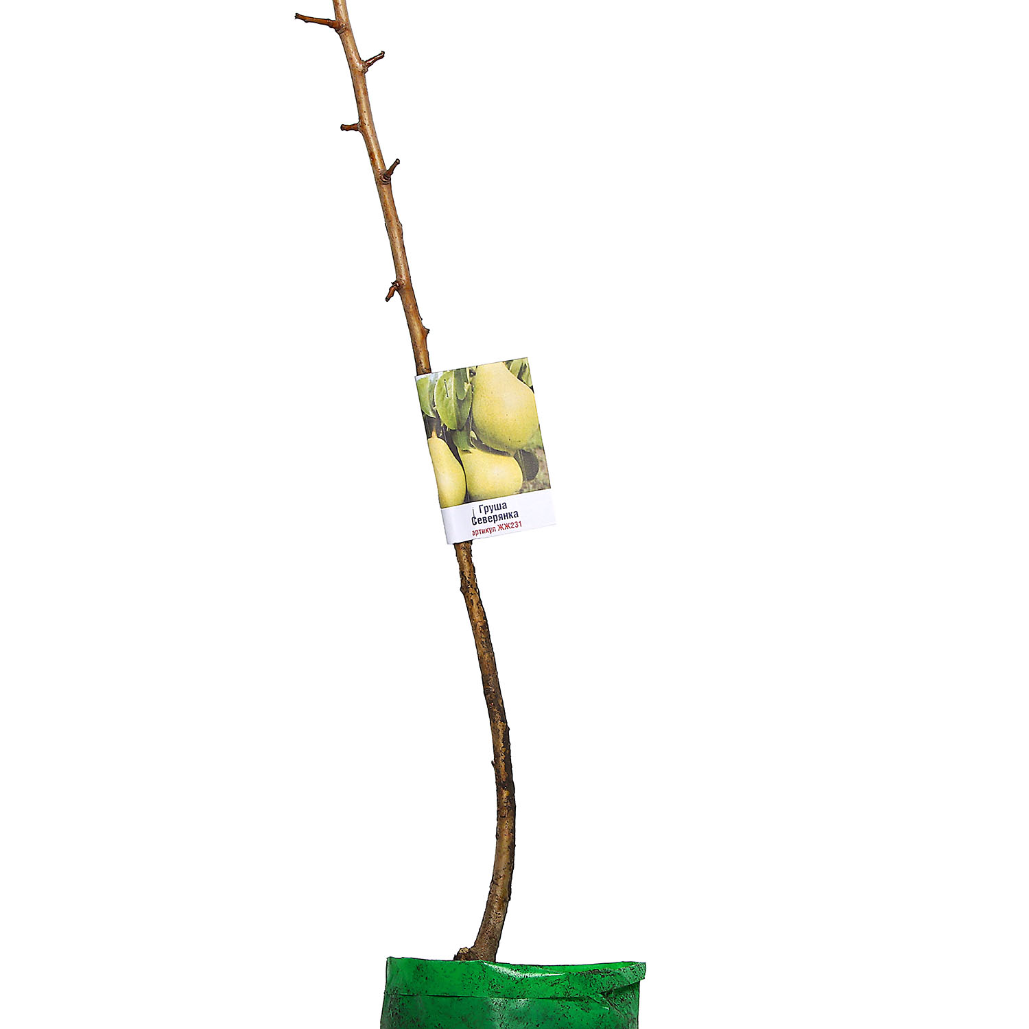 Саженец груша Росток «Северянка», 2 года, 90-120 см