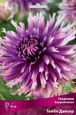 Георгина бахромчатая Тейбл Дансер I/К Георгина бахромчатая Тейбл Дансер I/К