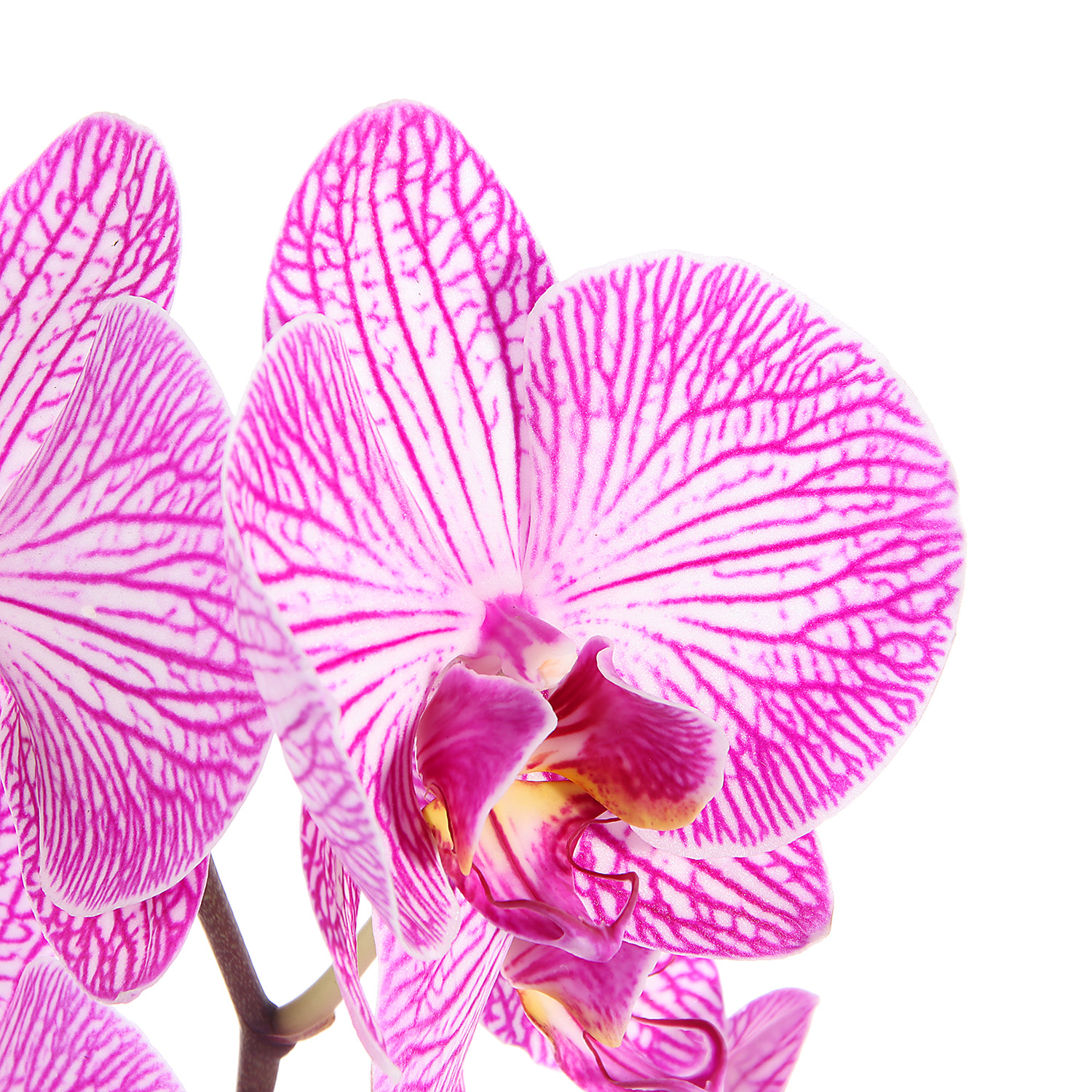 Фаленопсис, высота 40-55 см, 1 ствол, микс