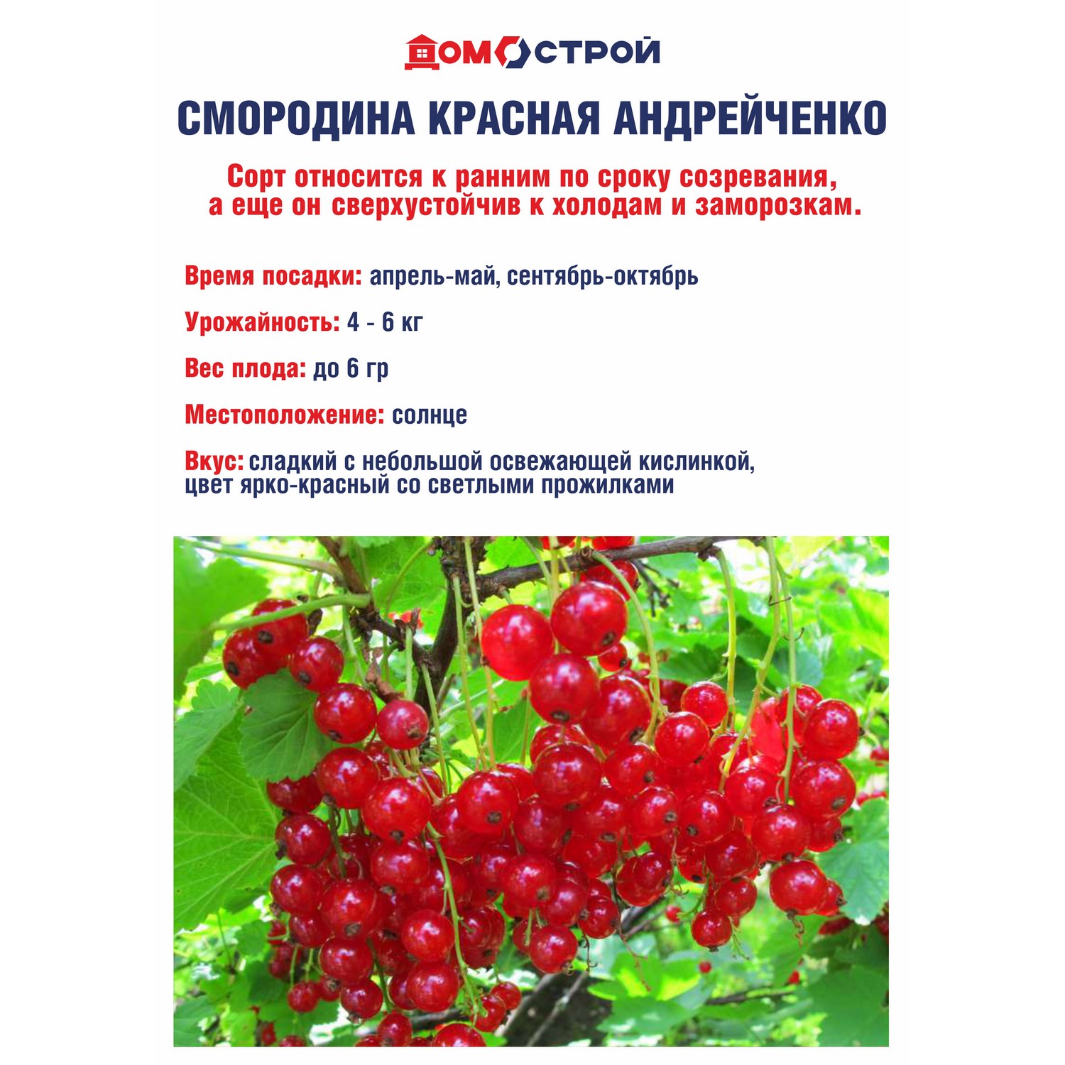 Смородина красная Андрейченко  Высота саженца   40-70см  на кусте 2-3 ветки