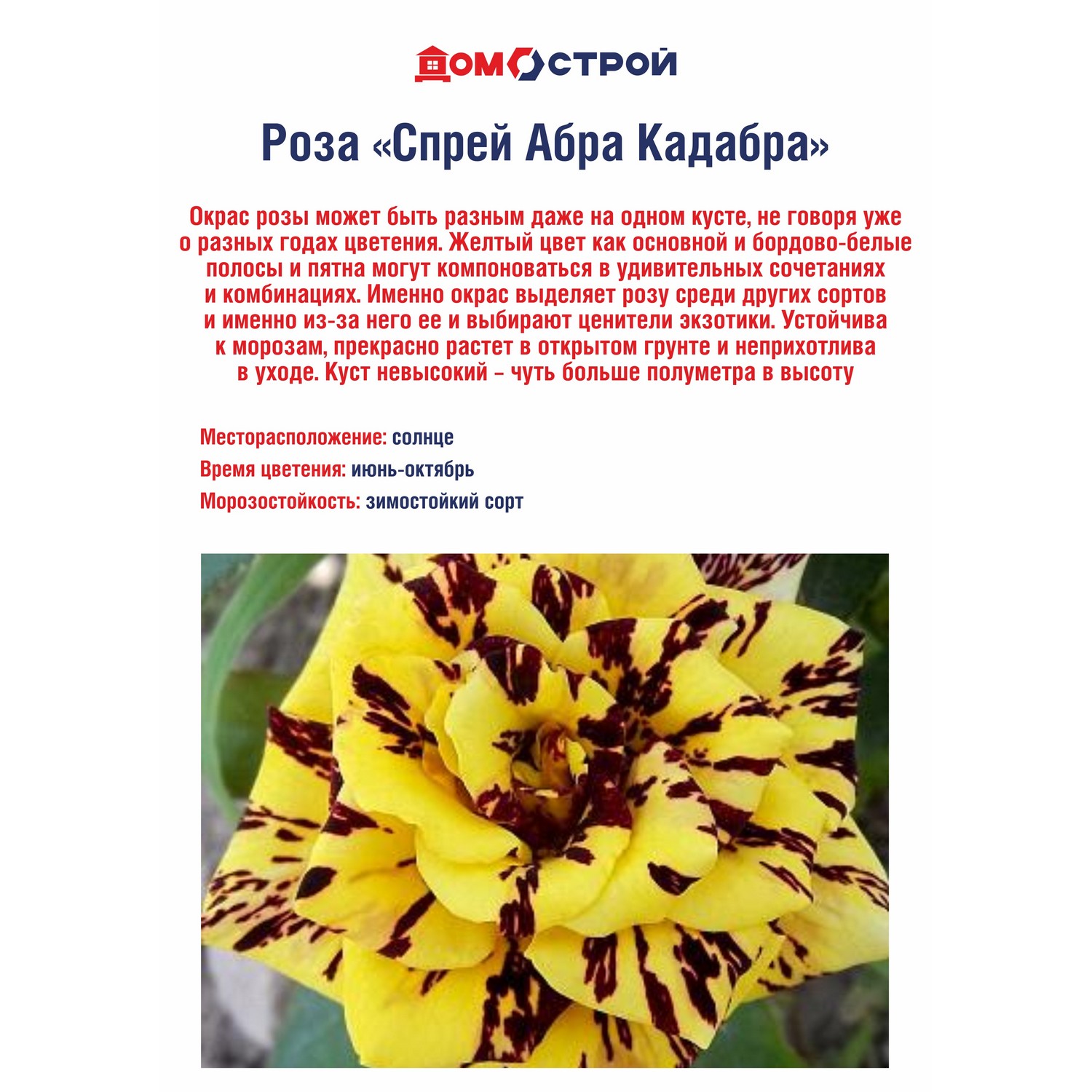 Роза Спрей Абра Кадабра