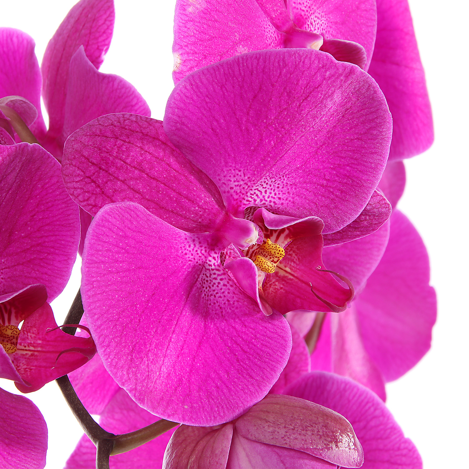 Фаленопсис, высота 40-55 см, 1 ствол, микс