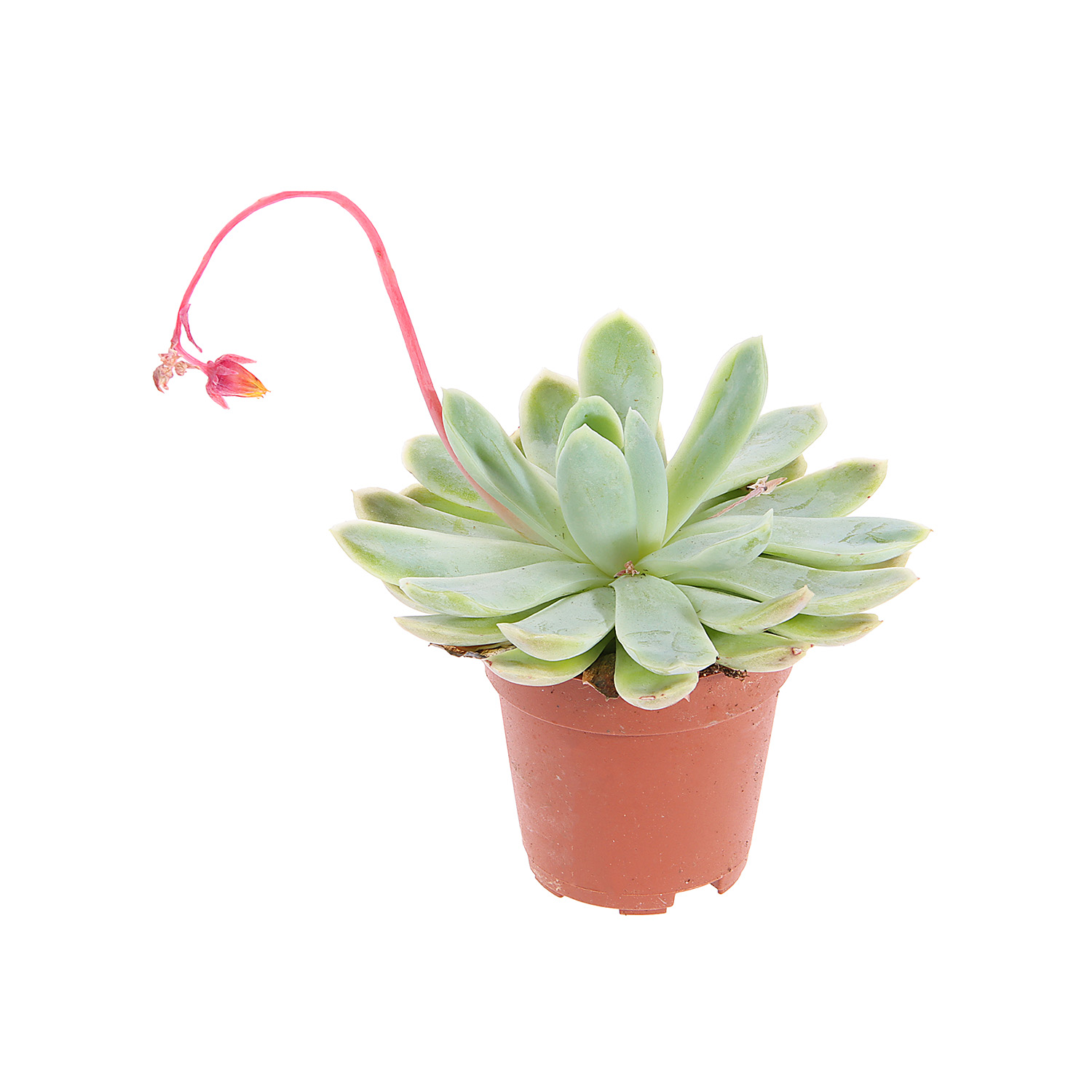 Суккулент микс ХХL D7 Н10 *1/20